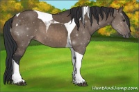 Horse Color:Brown Dun Sabino Tobiano 