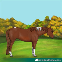 Horse Color:Chestnut Tobiano 