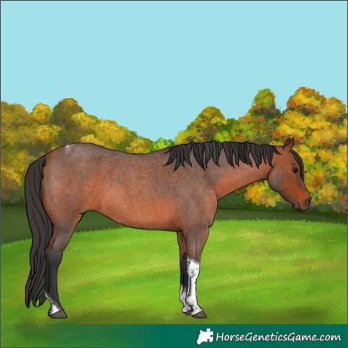 Horse Color:Bay Roan Tobiano