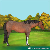 Horse Color:Bay Roan Tobiano 
