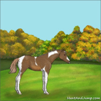 Horse Color:Chocolate Palomino Tobiano 