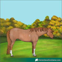 Horse Color:Red Roan Tobiano