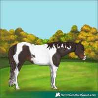Horse Color:Liver Chestnut Tobiano 