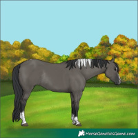 Horse Color:Grullo Sabino Tobiano Rabicano