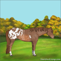 Horse Color:Chestnut Tobiano Appaloosa 