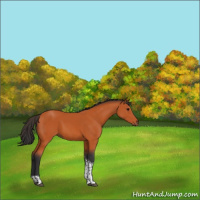 Horse Color:Bay Tobiano 
