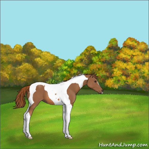 Horse Color:Chestnut Tobiano