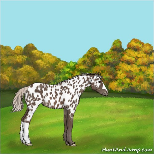 Horse Color:Silver Black Appaloosa 
