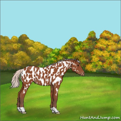 Horse Color:Silver Bay Appaloosa 