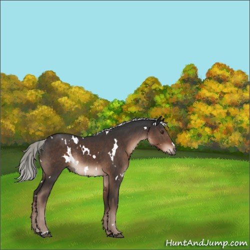 Horse Color:White Spotted Liver Chestnut Mushroom Rabicano 