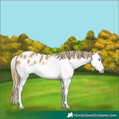 Horse Color:Sable Cream Champagne Dun Splash Appaloosa 