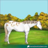 Horse Color:Sable Cream Champagne Dun Splash Appaloosa 