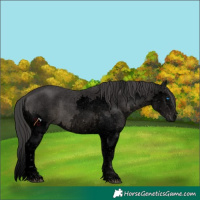 Horse Color:Void Black Sabino Splash 