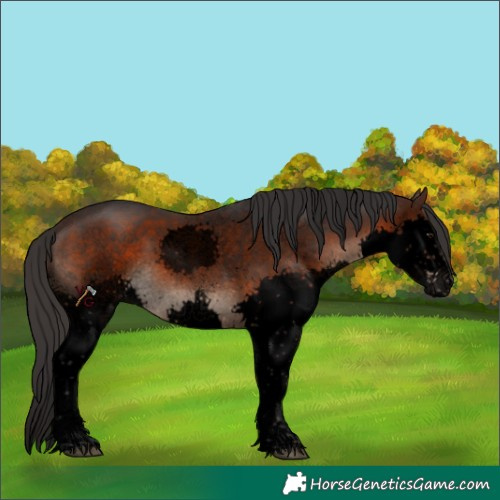Horse Color:Void Brown Sabino Splash