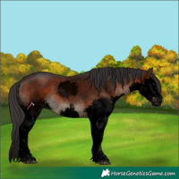 Horse Color:Void Brown Sabino Splash