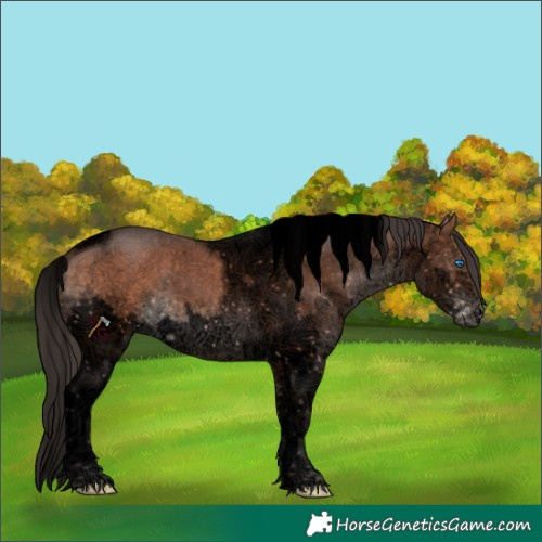 Horse Color:Void Bay Splash Tobiano Frame 