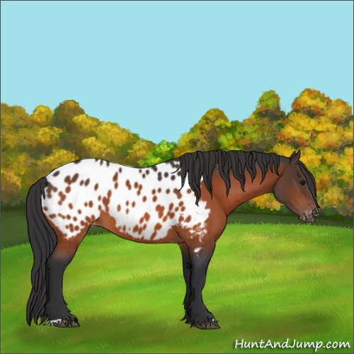Horse Color:Bay Near Leopard 