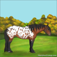Horse Color:Bay Appaloosa 