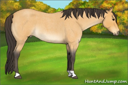 Horse Color:Buckskin Roan 