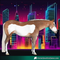 Horse Color:Silver Bay Sabino Frame 
