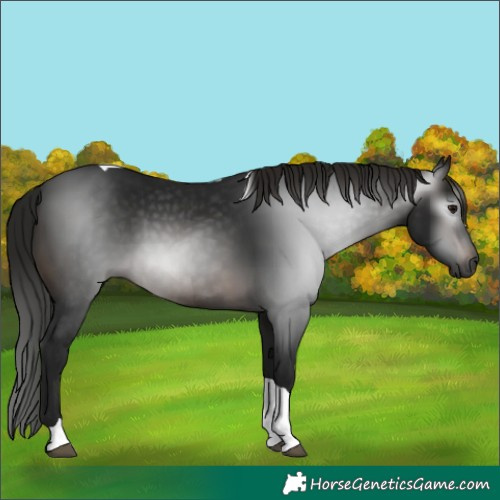 Horse Color:Gray Brown Tobiano 