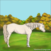 Horse Color:Perlino 