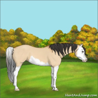 Horse Color:Bay Dun Splash 