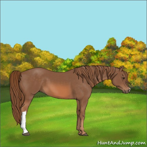 Horse Color:Chestnut 