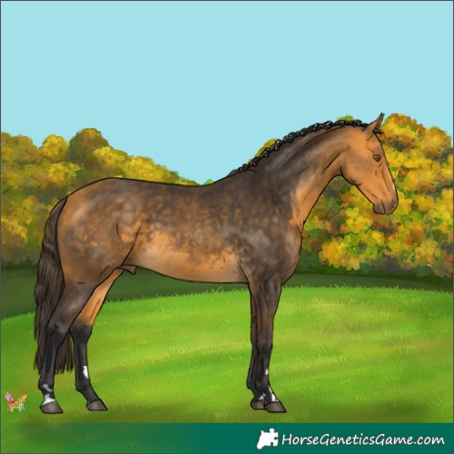 Horse Color:Buckskin 