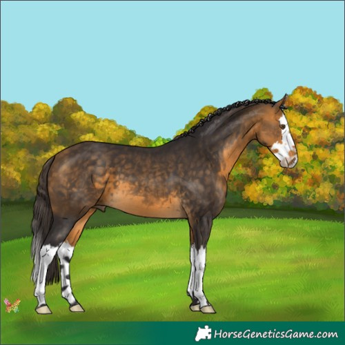 Horse Color:Buckskin Splash 