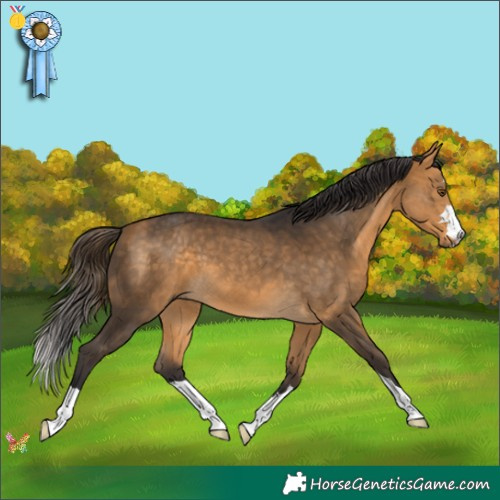 Horse Color:Buckskin 