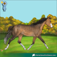 Horse Color:Buckskin 