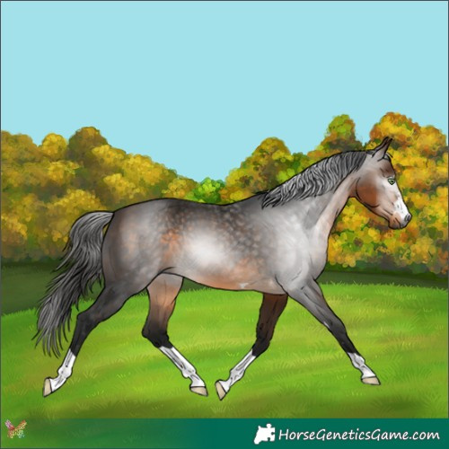 Horse Color:Gray Buckskin