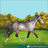 Horse Color:Gray Buckskin 