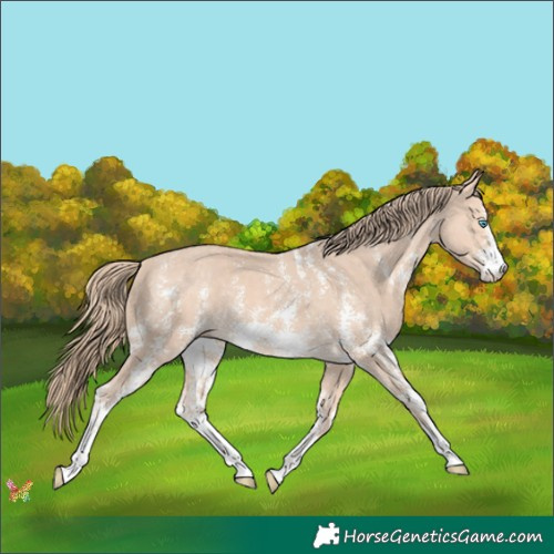 Horse Color:Perlino Sabino