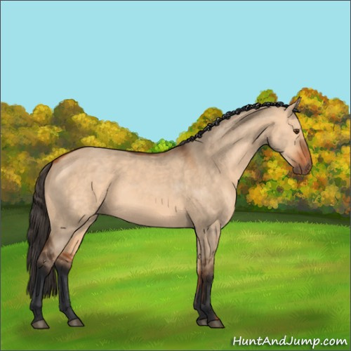 Horse Color:Bay Dun 