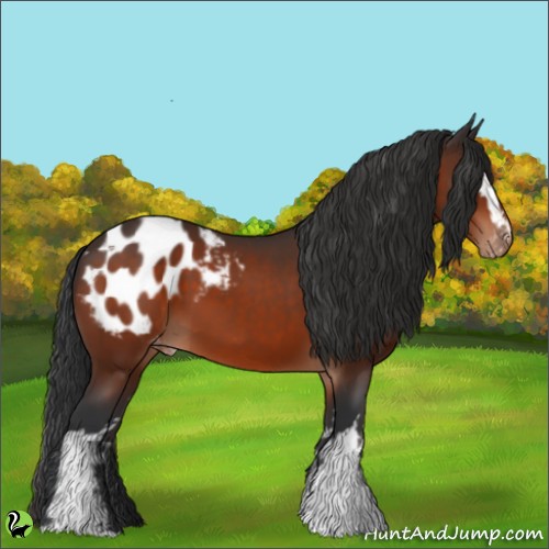 Horse Color:White Spotted Brown Appaloosa 