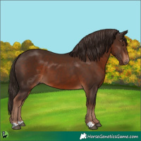 Horse Color:Liver Chestnut 