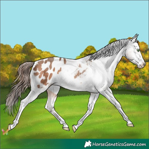 Horse Color:Amber Champagne Appaloosa 