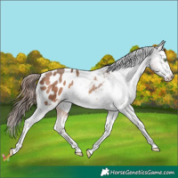Horse Color:Amber Champagne Appaloosa 