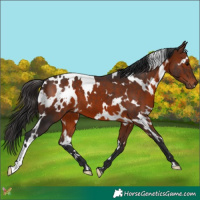Horse Color:White Spotted Bay 