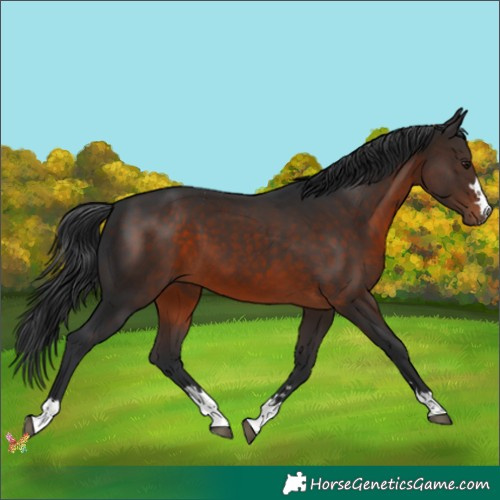 Horse Color:Brown 