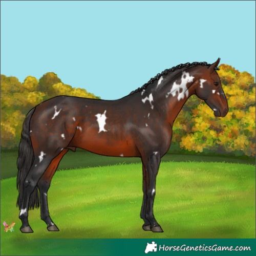 Horse Color:White Spotted Bay 