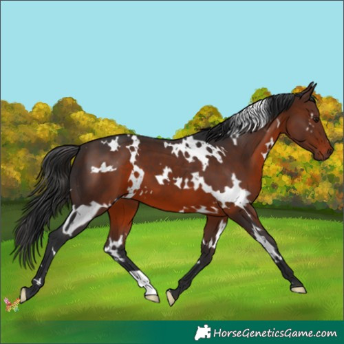 Horse Color:White Spotted Brown 