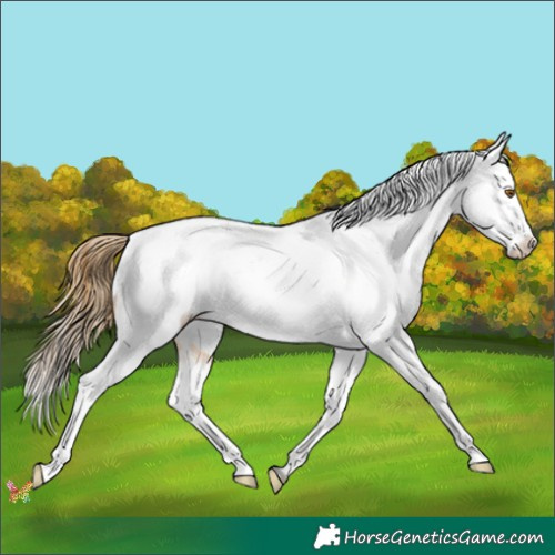Horse Color:White Spotted Buckskin Varnish 