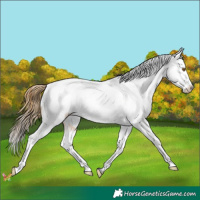 Horse Color:White Spotted Buckskin Varnish 