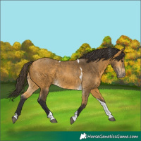 Horse Color:Buckskin Tobiano 