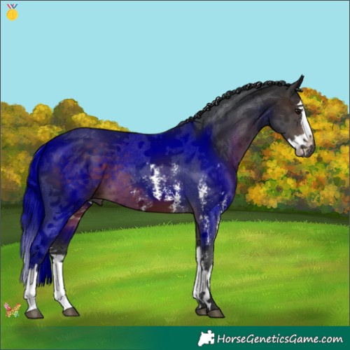 Horse Color:Brown Sabino Splash 