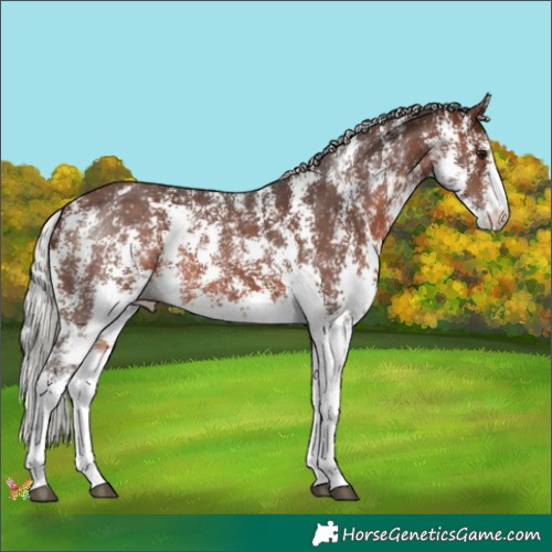 Horse Color:Silver Brown Sabino 