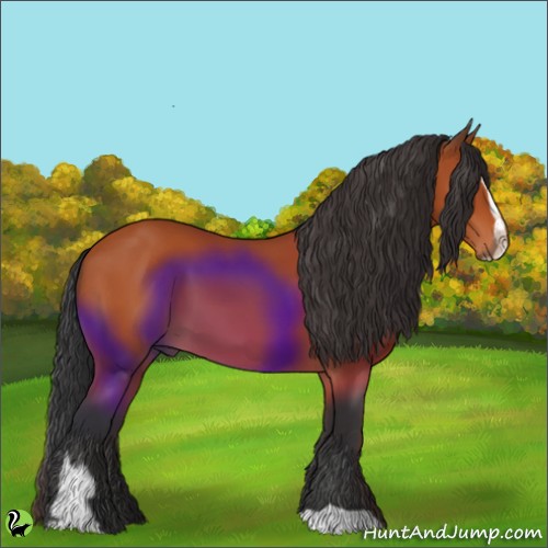 Horse Color:Bay Sabino 